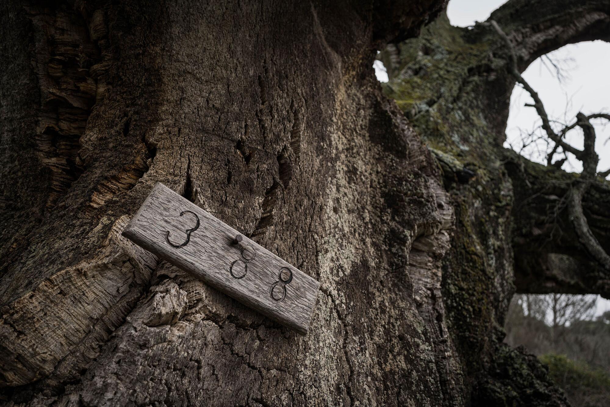 Red Natura 2000 Doñana - 2